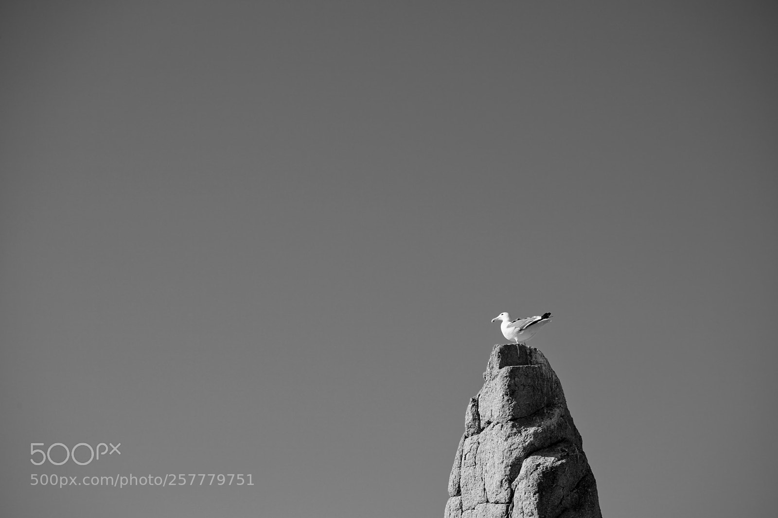 Sony a7 II sample photo. Seagull photography