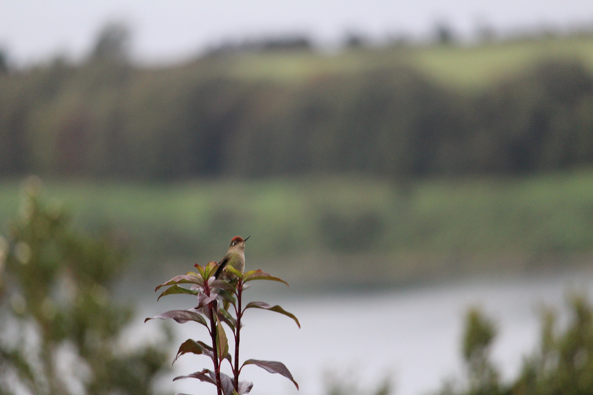 Canon EF-S 55-250mm F4-5.6 IS STM sample photo. Pajarito photography