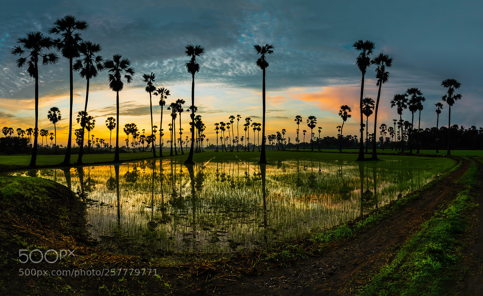 Nikon D610 sample photo. Sugar palm photography