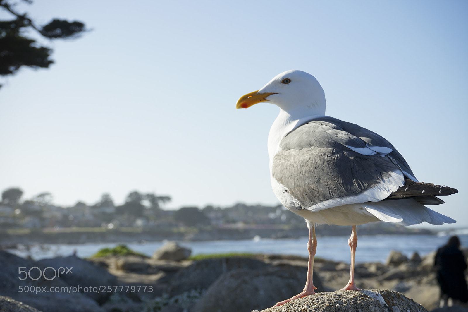 Sony a7 II sample photo. Seagull photography