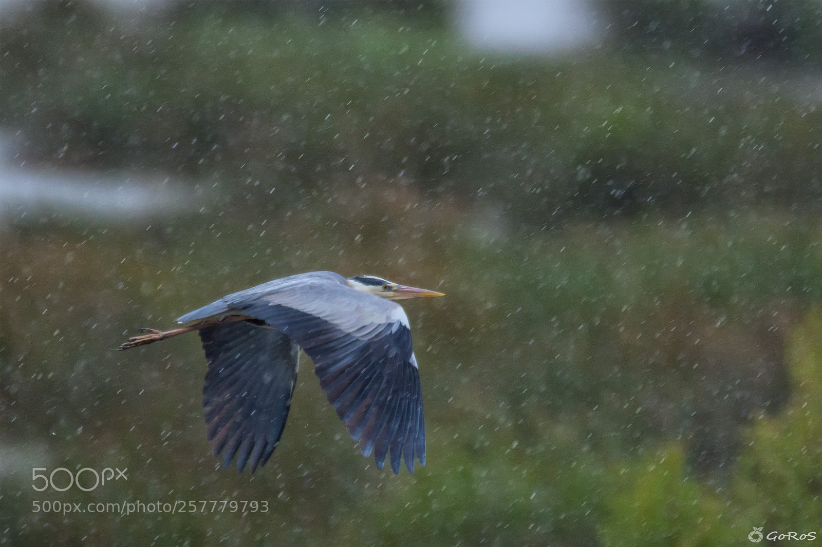 Nikon D500 sample photo. Rainy day photography