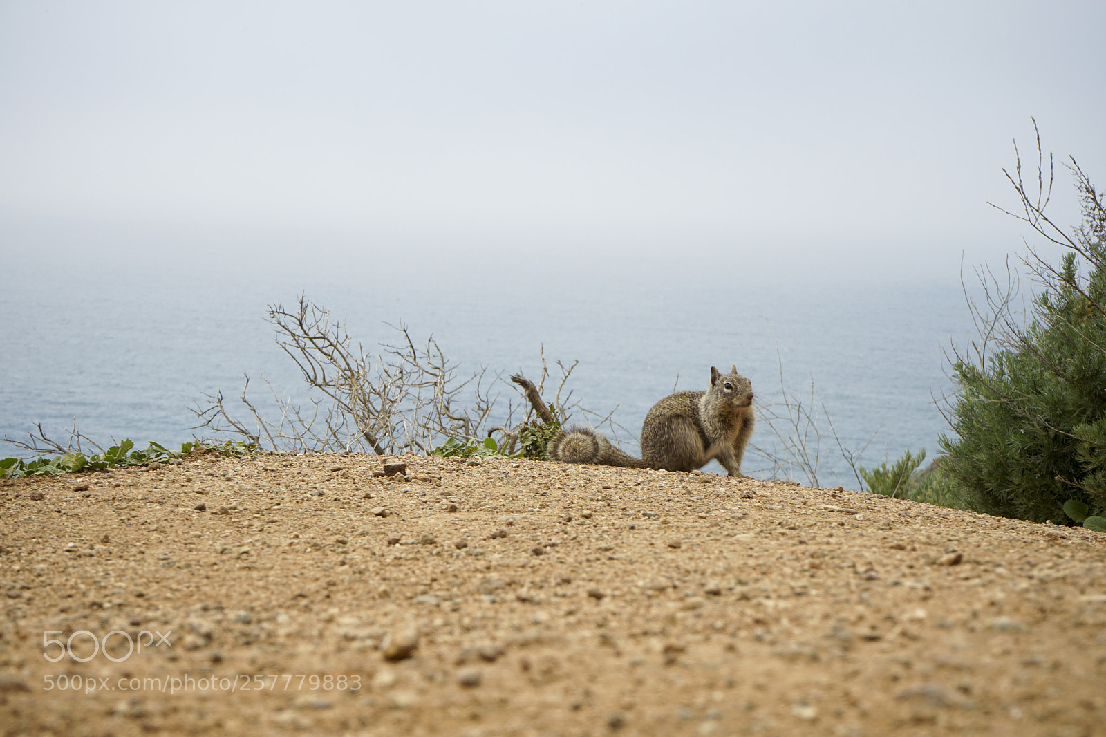 Sony a7 II sample photo. Squirrel photography