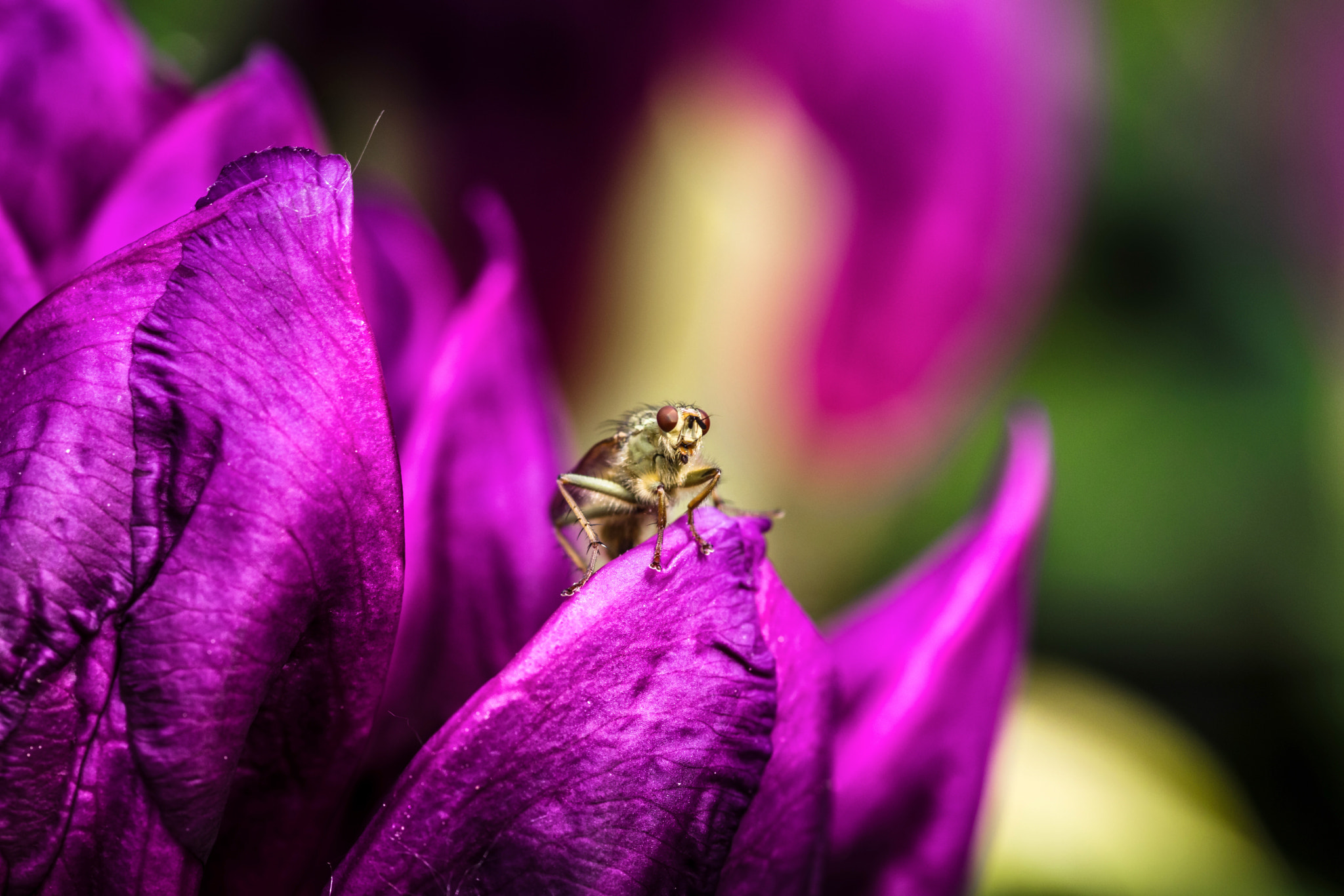 Pentax K-1 Mark II sample photo