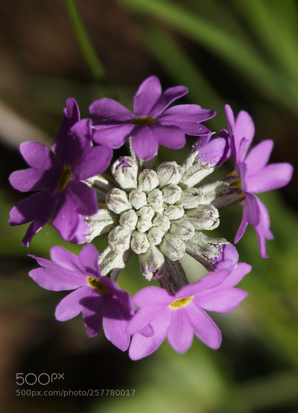 Sony Alpha a5000 (ILCE 5000) sample photo. Boquet photography