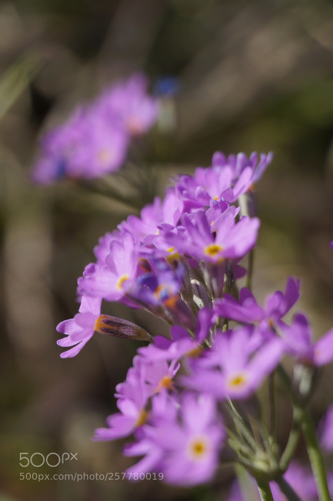 Sony Alpha a5000 (ILCE 5000) sample photo. Blur photography