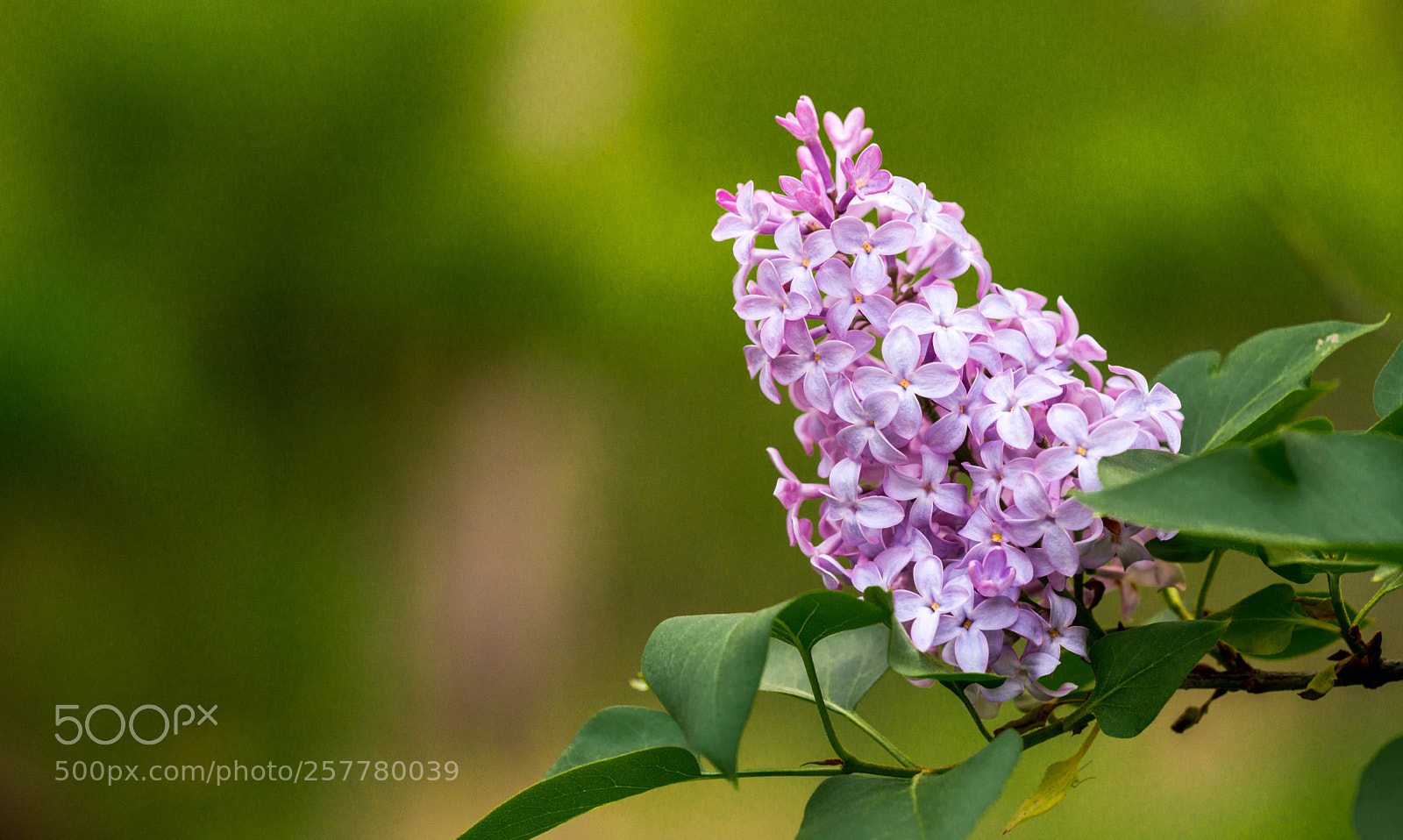 Nikon D800 sample photo. Lilac photography