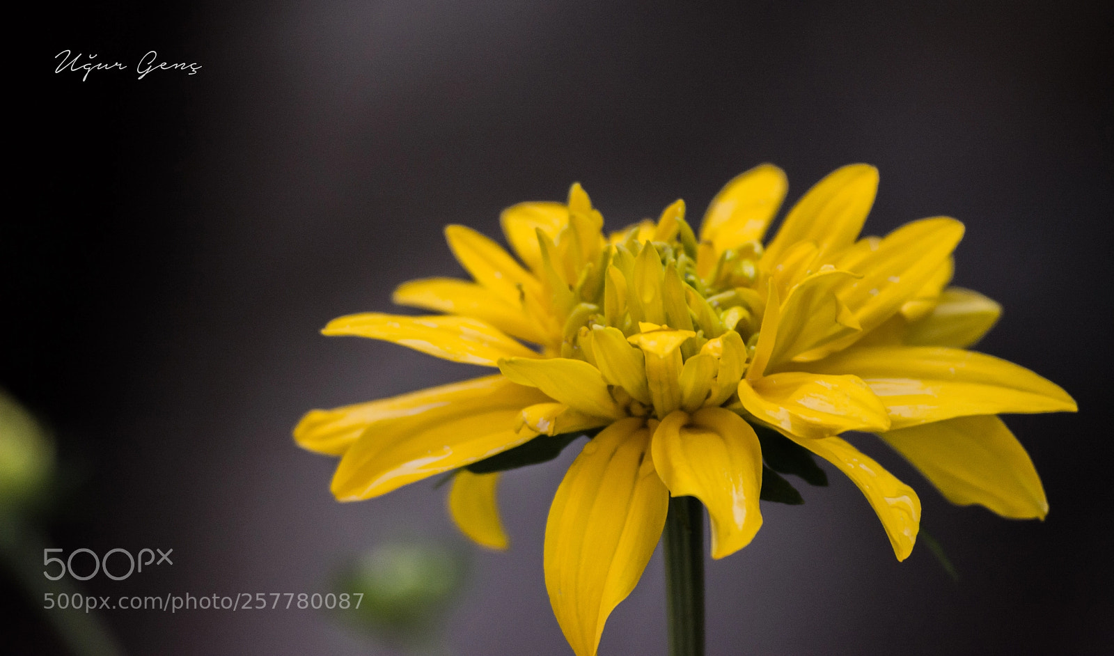 Nikon D5200 sample photo. Flower photography