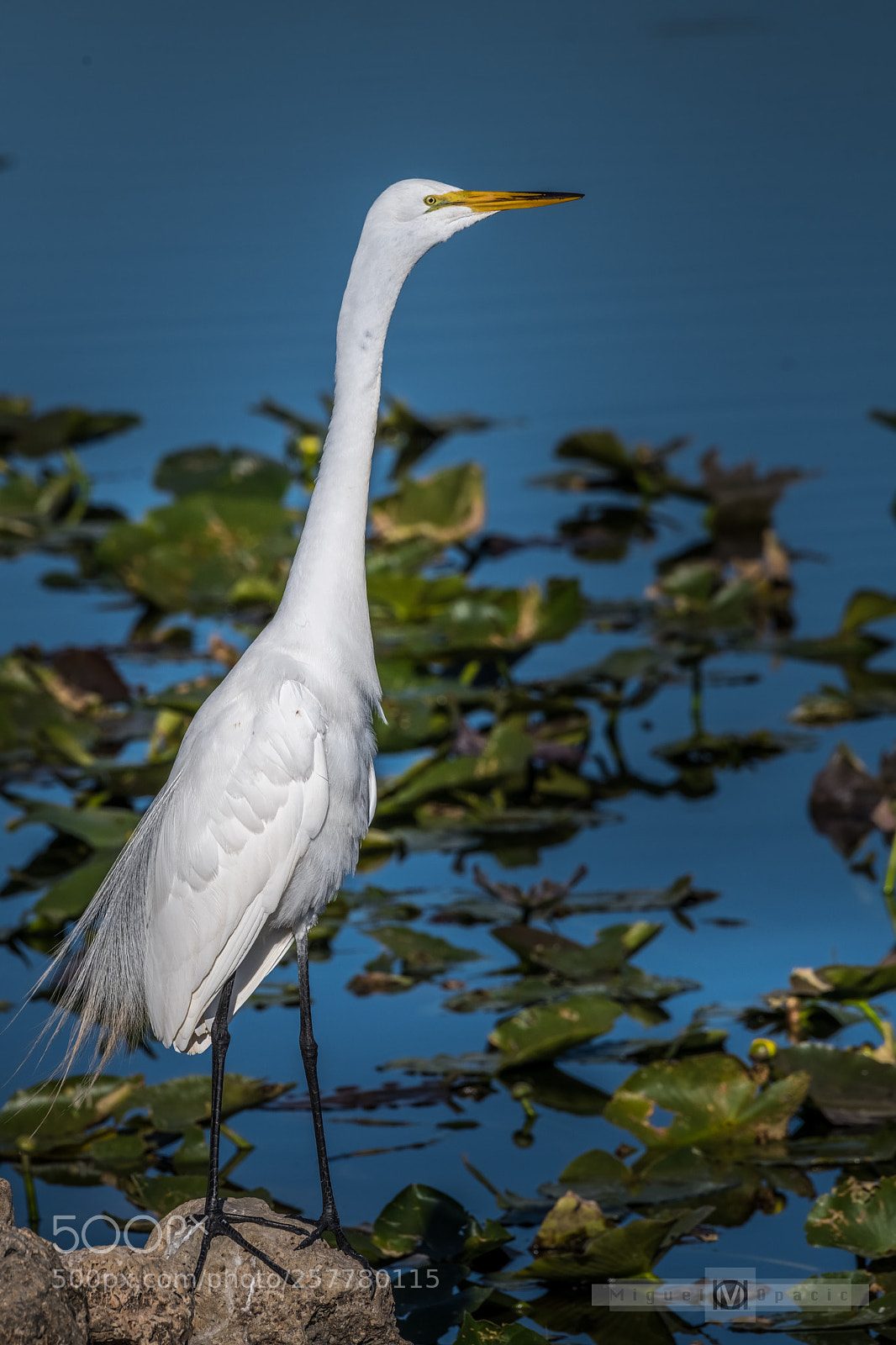 Nikon D850 sample photo. Heron photography