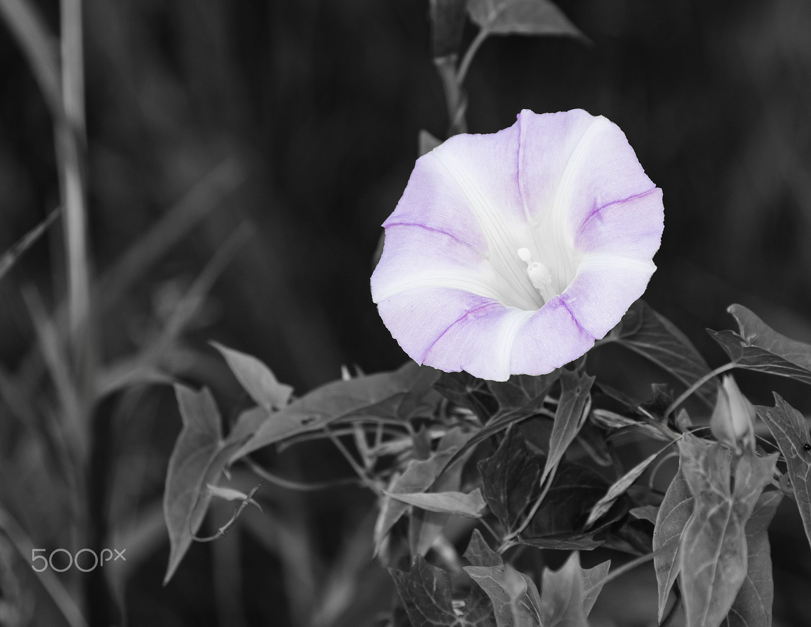 Canon EOS 760D (EOS Rebel T6s / EOS 8000D) sample photo. Morning glorious music photography