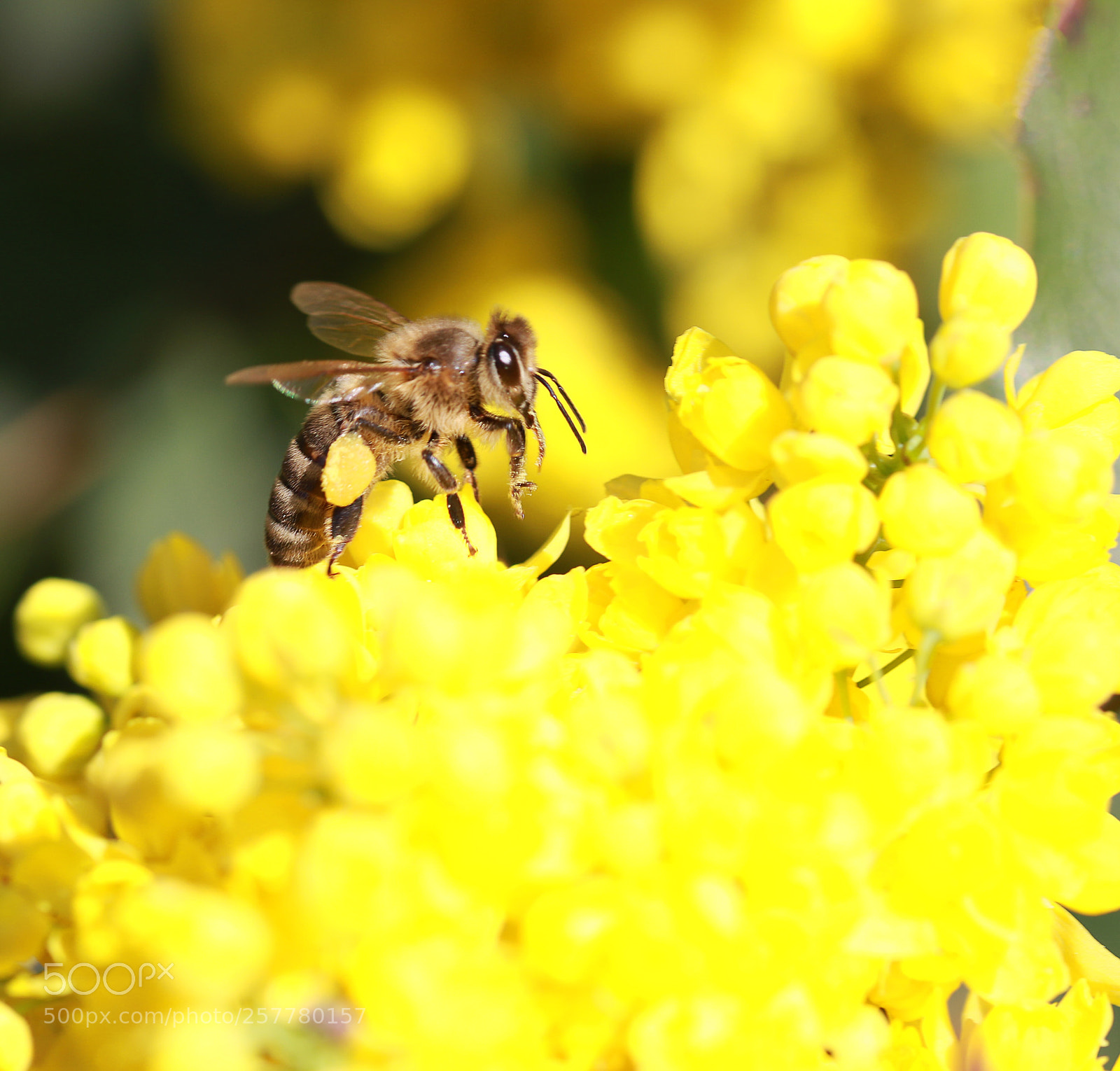 Canon EOS 7D Mark II sample photo. Bee photography