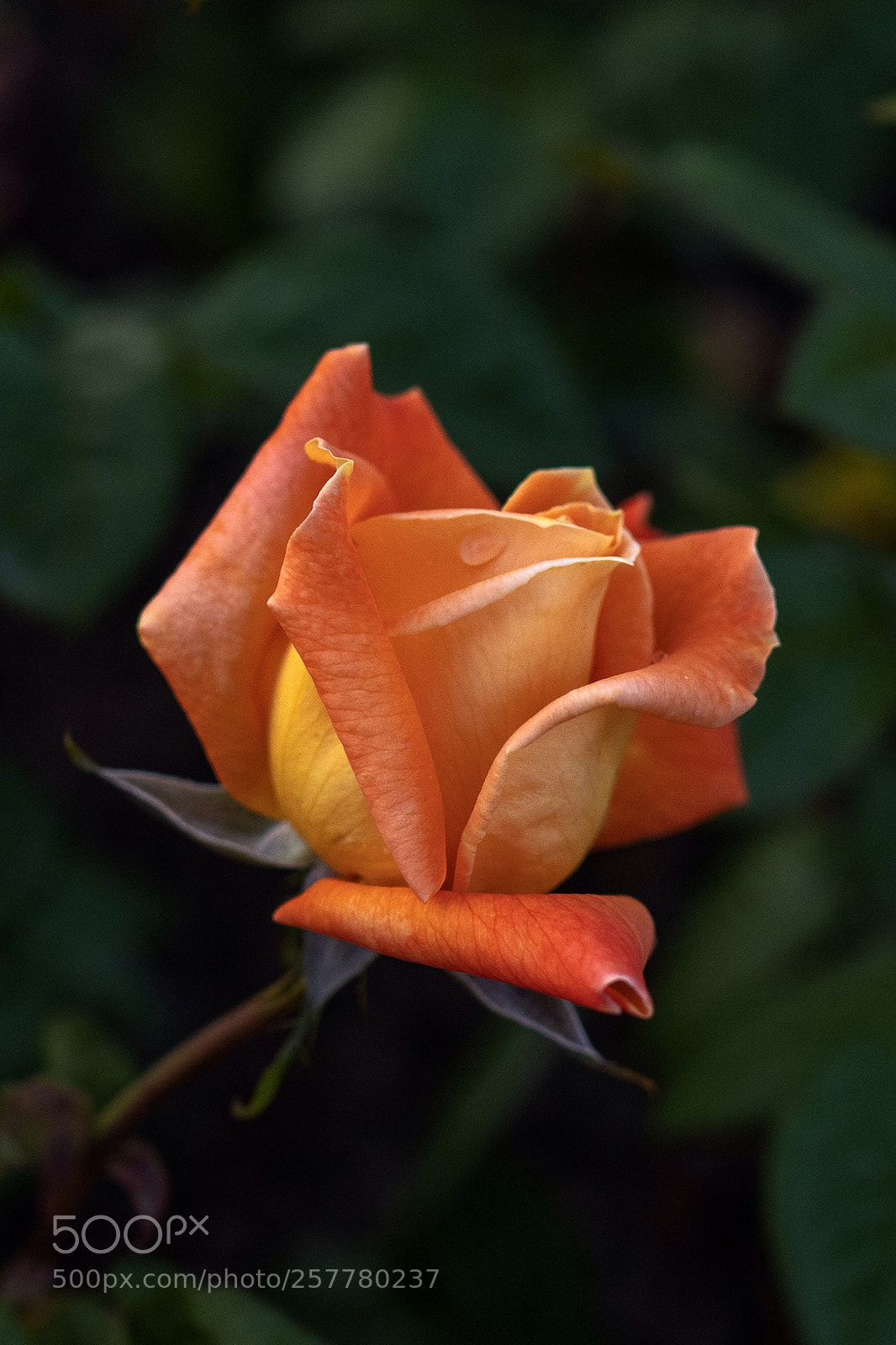 Sony a7R III sample photo. Untitled photography