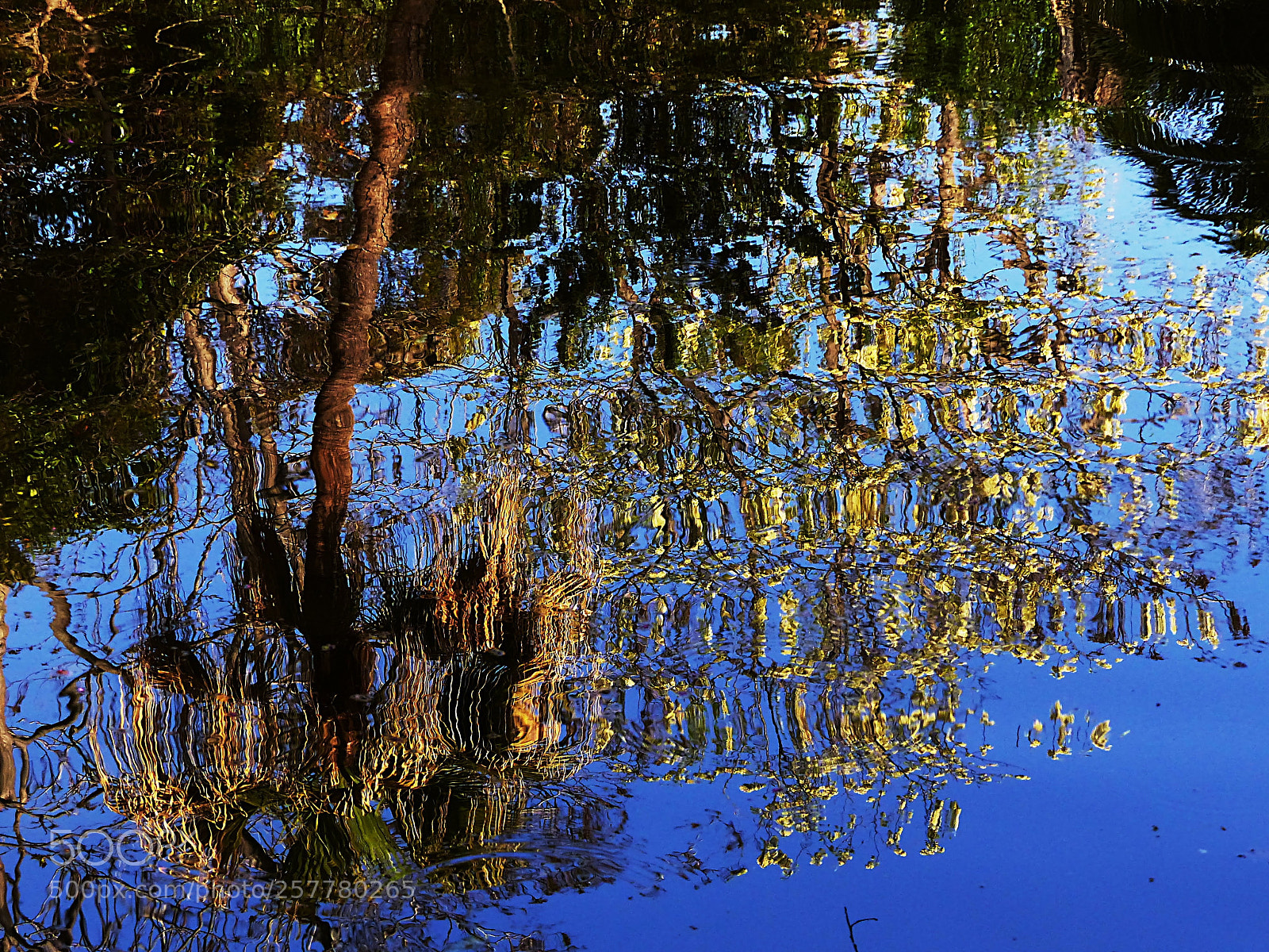 Panasonic Lumix DMC-FZ200 sample photo. Reflections on the pond 2 photography