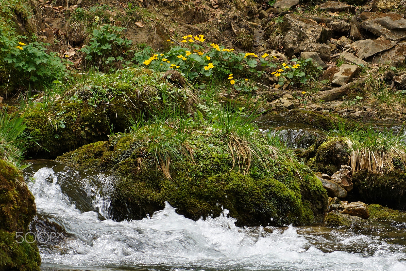 Sony SLT-A77 + Sigma 70mm F2.8 EX DG Macro sample photo. Idyllic photography