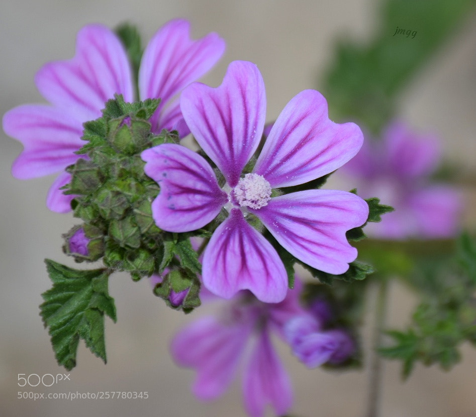 Nikon D5300 sample photo. Untitled photography