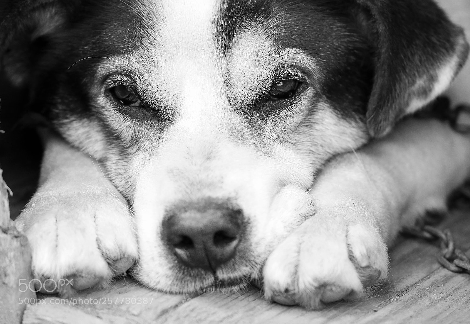 Canon EOS 7D Mark II sample photo. Boris photography