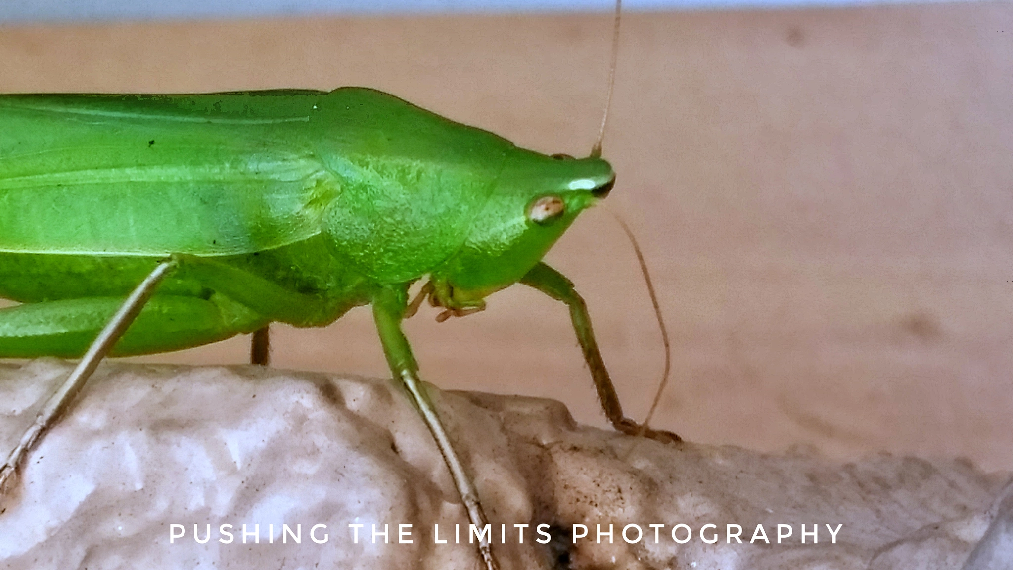 LG STYLO 2 sample photo
