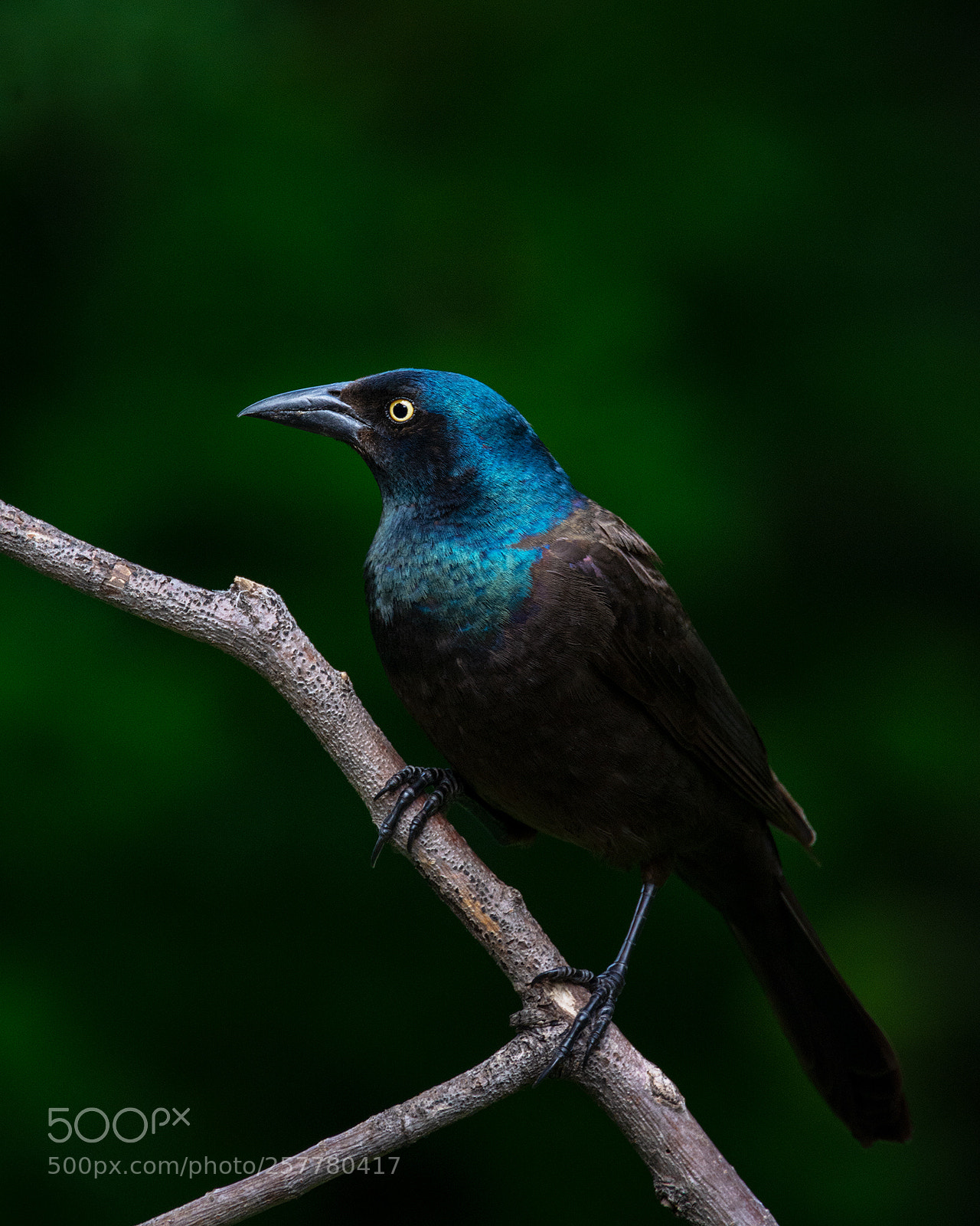 Nikon D7100 sample photo. Grackle photography