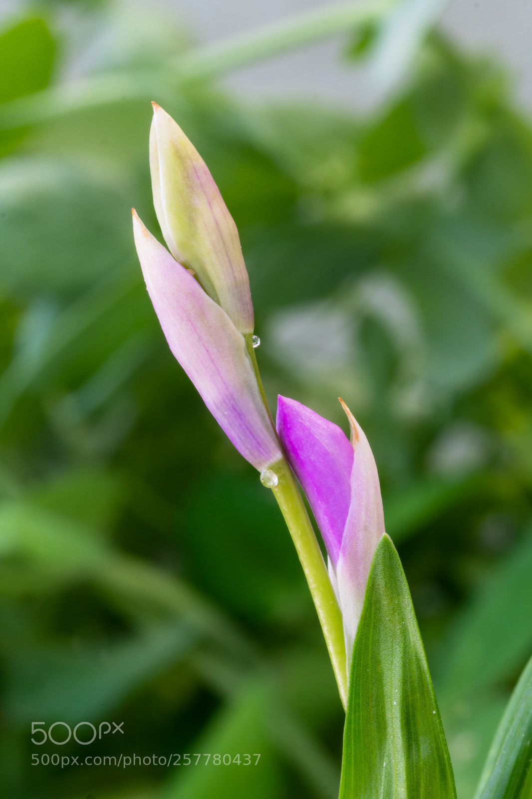 Sony a6300 sample photo. Urn orchid photography