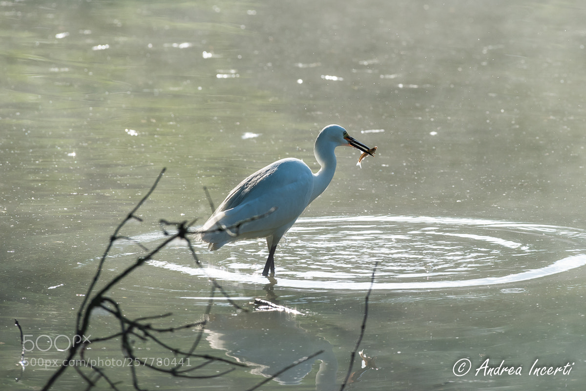 Nikon D810 sample photo. Little egret photography