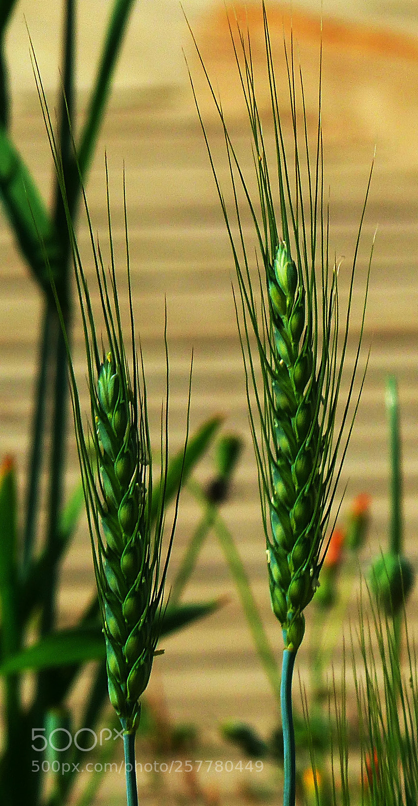 Panasonic Lumix DMC-FZ200 sample photo. Blat (wheat waiting june) photography