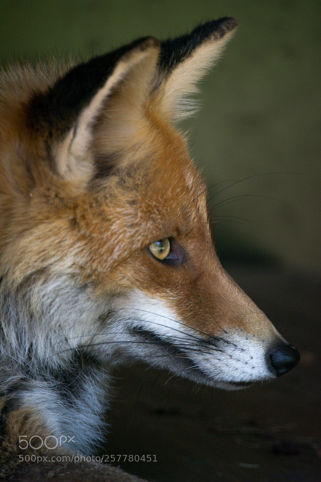 Nikon D3400 sample photo. Fox photography