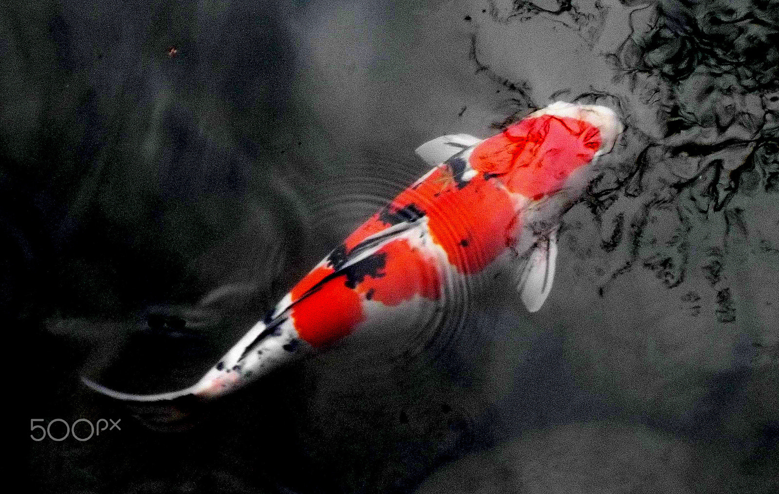 Fujifilm FinePix S9900W S9950W sample photo. Koi carp at shoren in temple photography