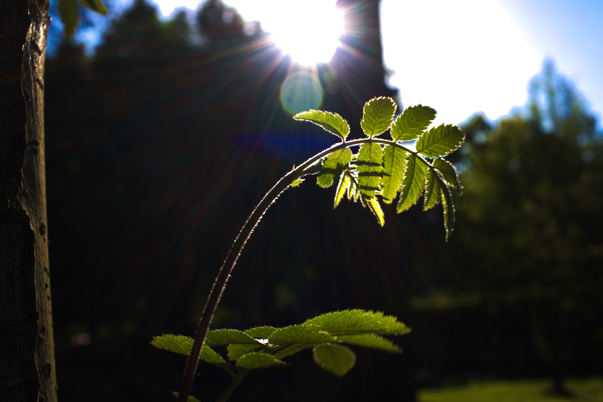 Canon EF-S 24mm F2.8 STM sample photo