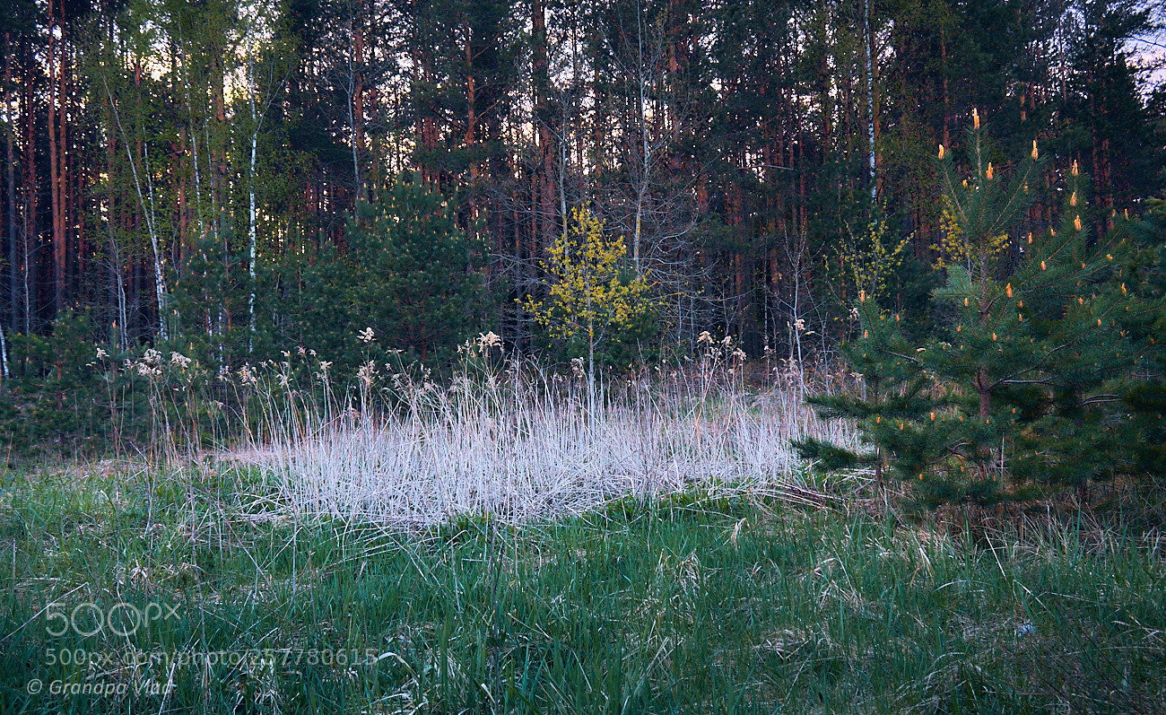Canon EOS 1100D (EOS Rebel T3 / EOS Kiss X50) sample photo. Last year's grass... photography