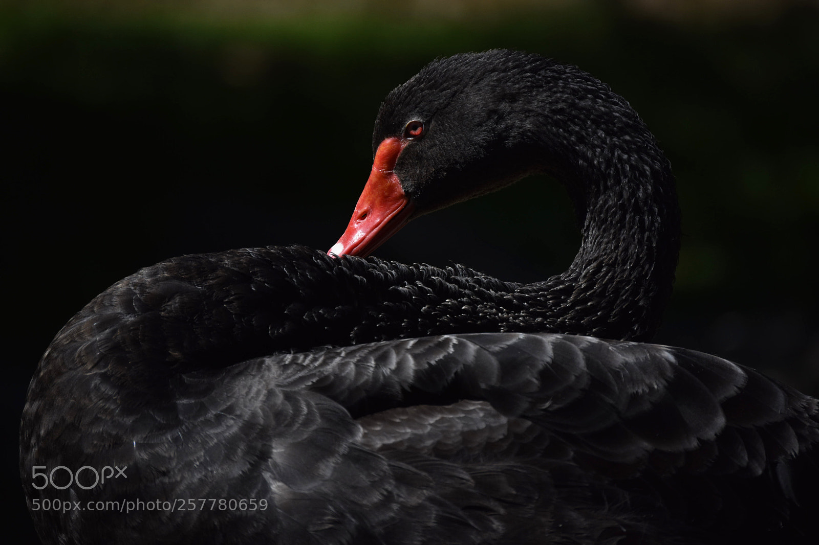 Nikon D3400 sample photo. Black swan photography