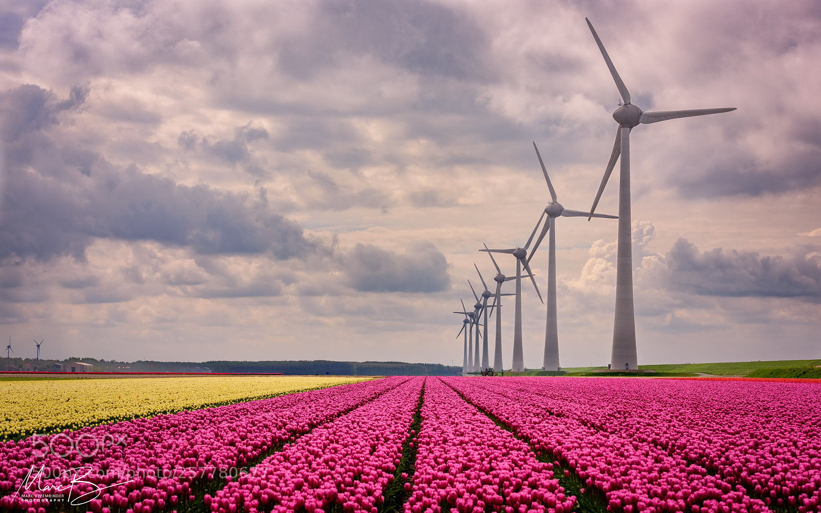 Nikon D810 sample photo. Tulips & windmills / 05 photography