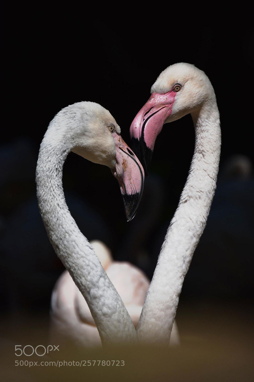 Nikon D3400 sample photo. Flamingos love photography