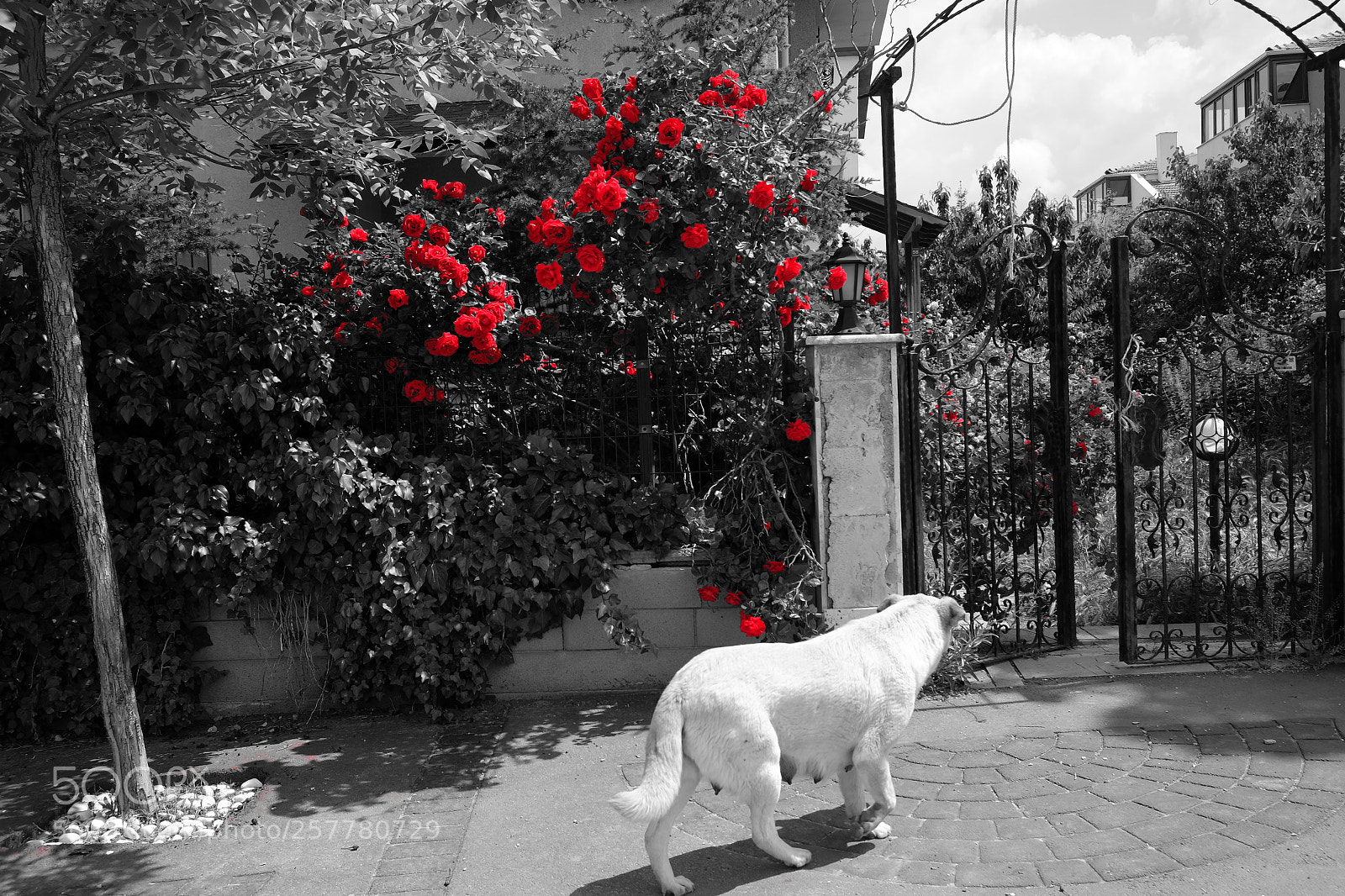 Fujifilm X-E2 sample photo. Happy mother's day anneler photography