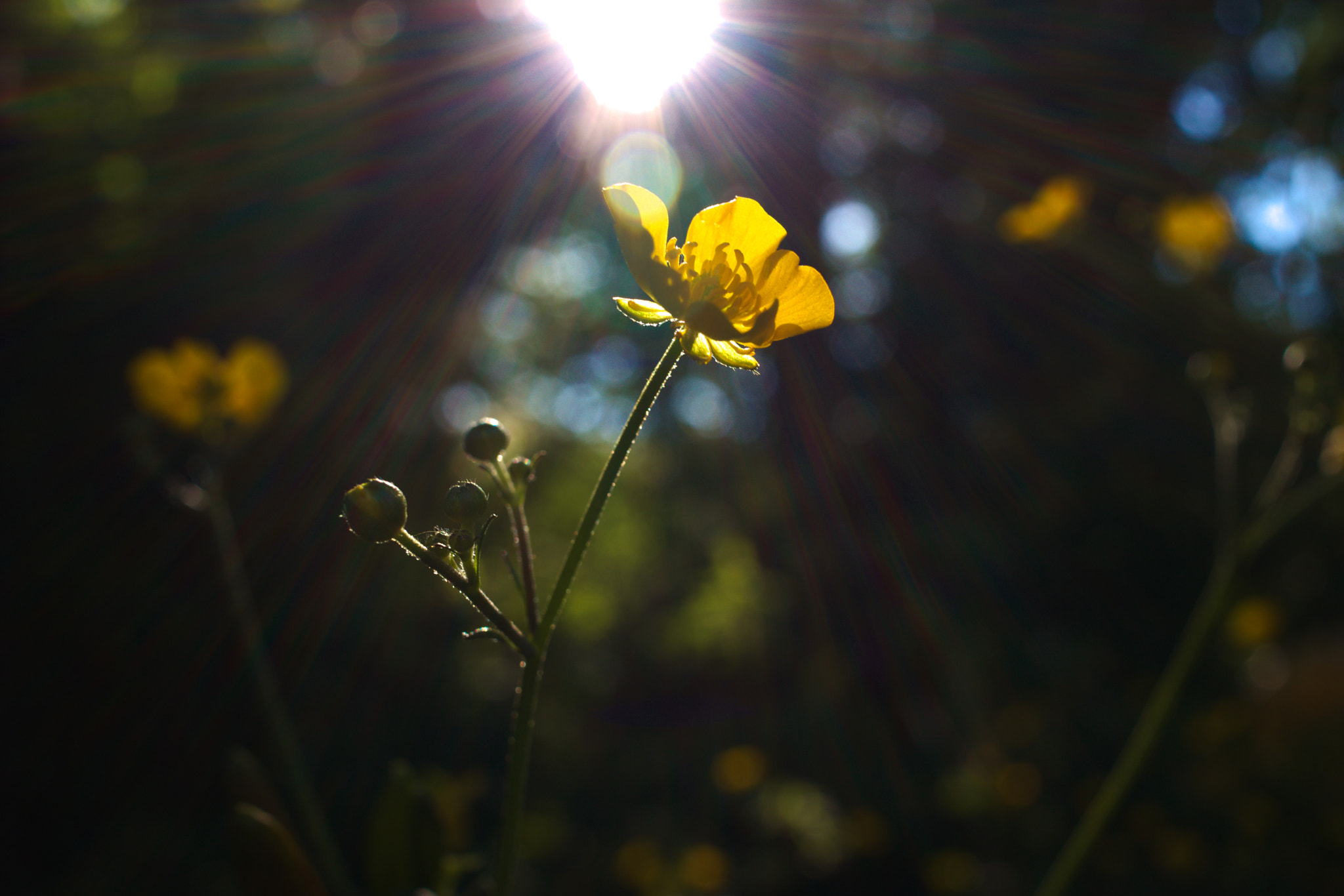 Canon EF-S 24mm F2.8 STM sample photo