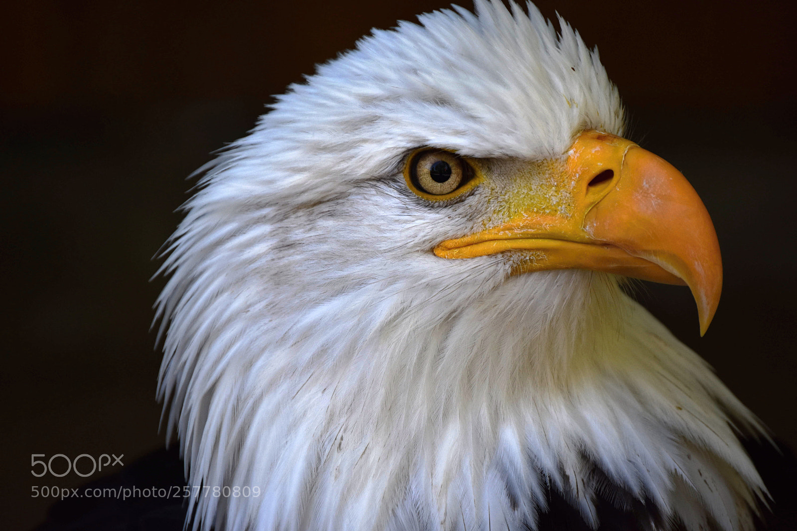 Nikon D3400 sample photo. Eagle photography