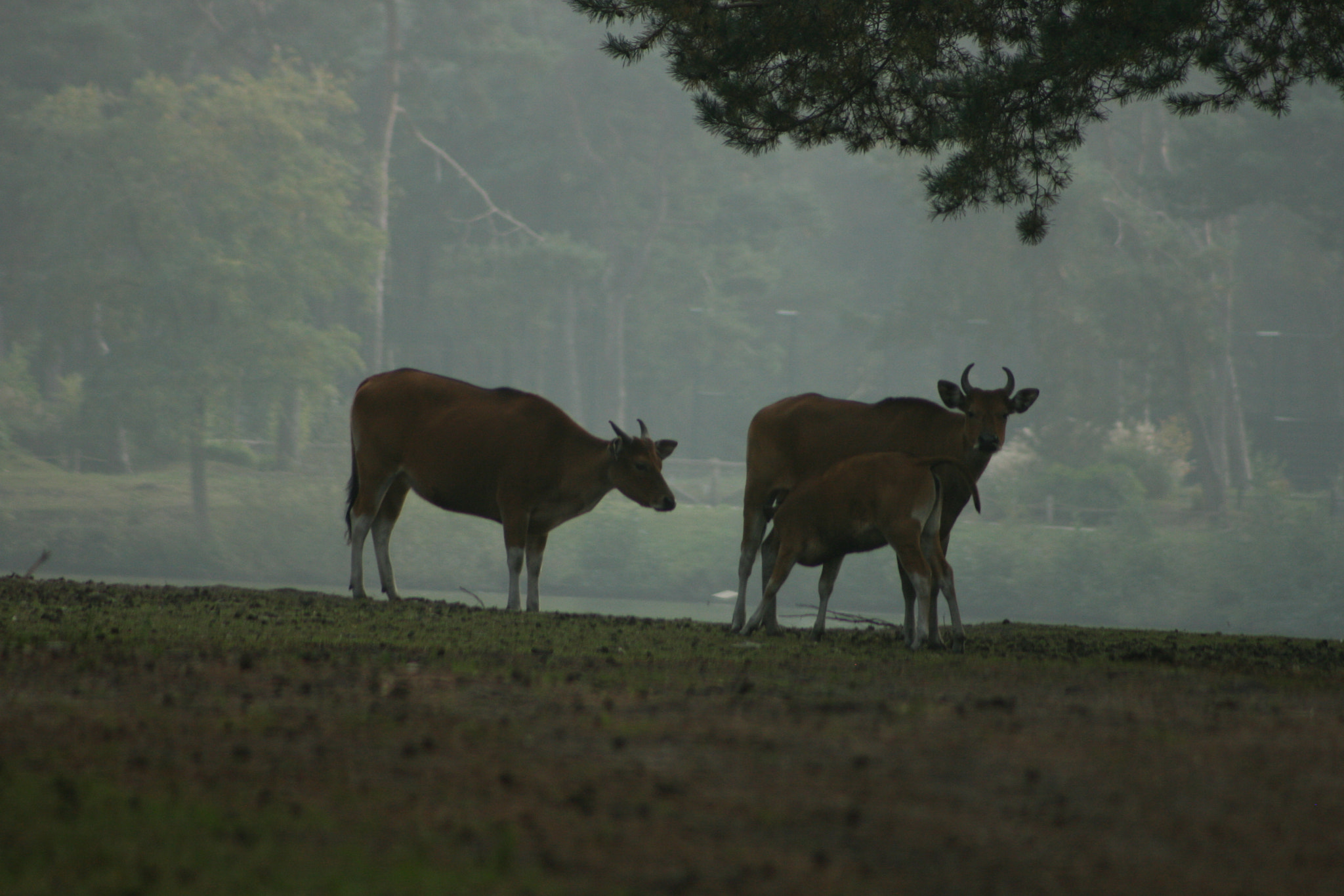 Canon EF 75-300mm f/4-5.6 sample photo. Img photography