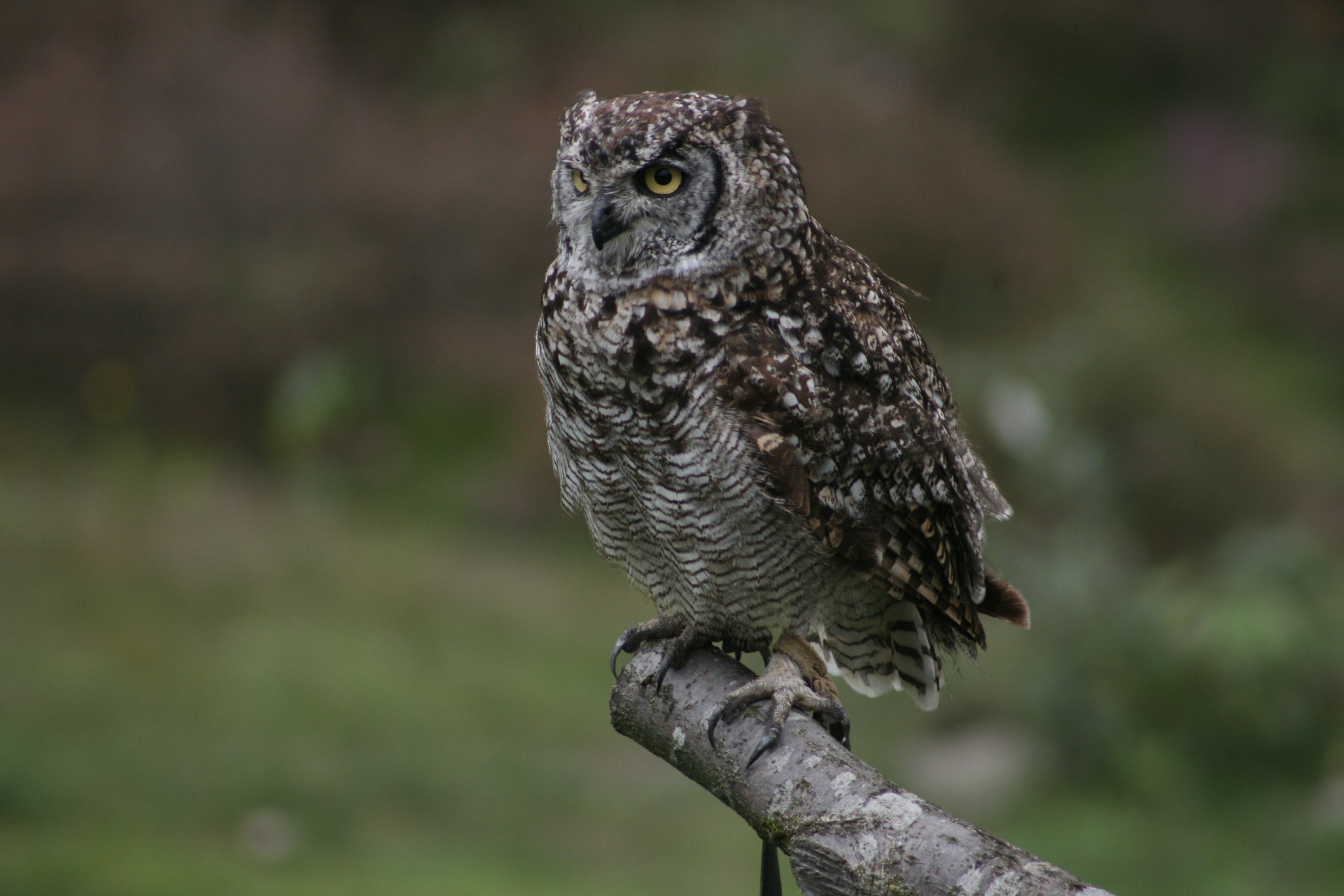 Canon EF 75-300mm f/4-5.6 sample photo. Img photography