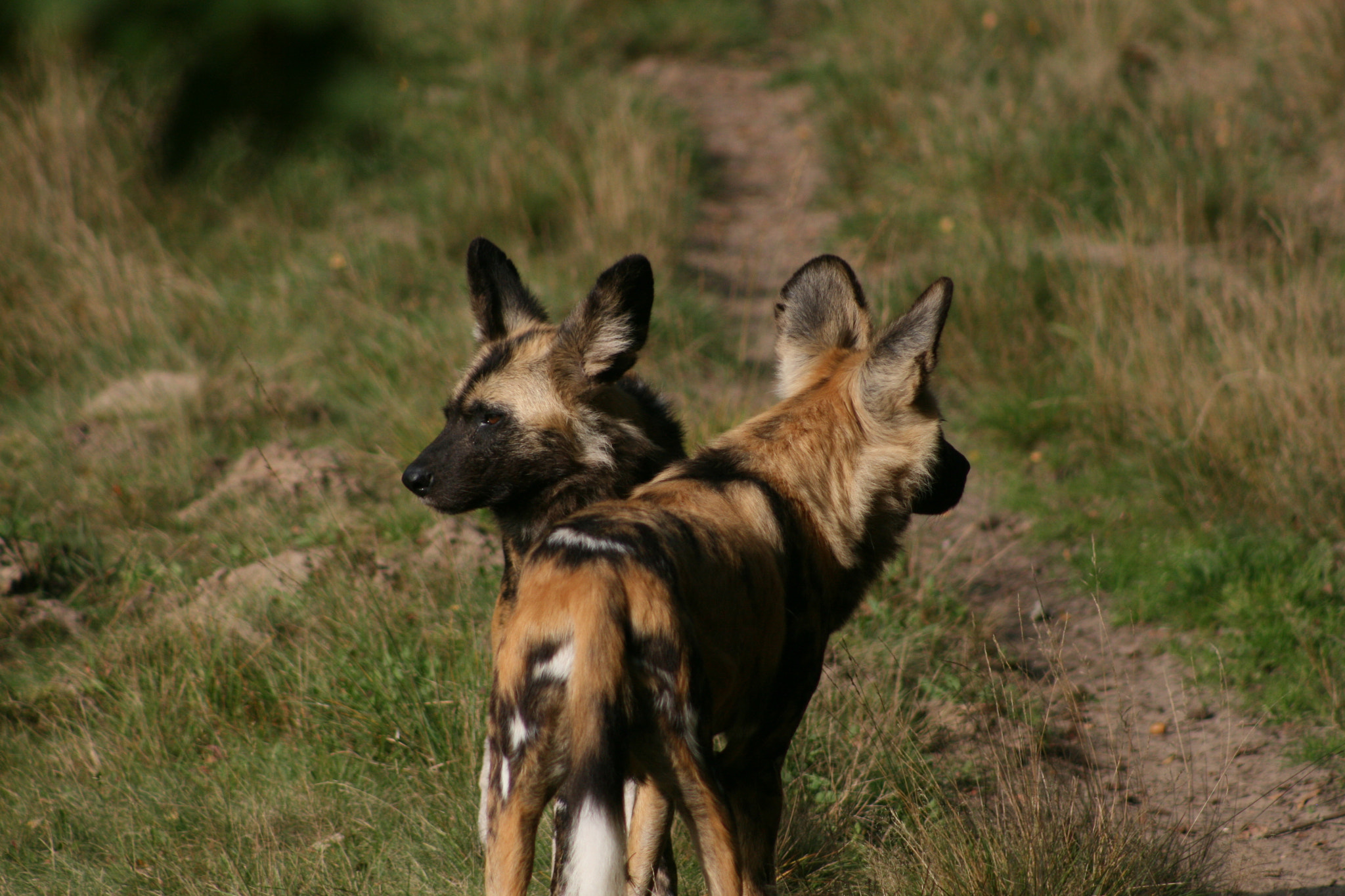 Canon EF 75-300mm f/4-5.6 sample photo. Img photography