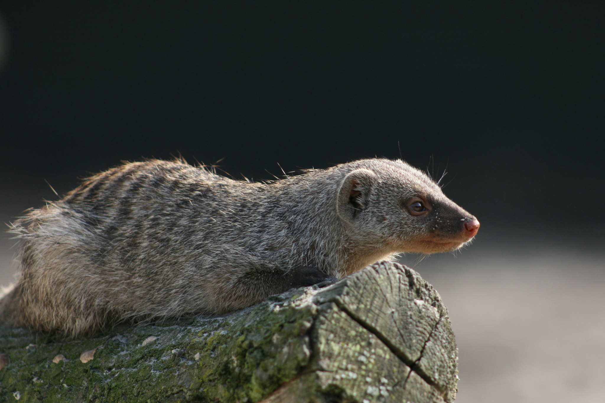 Canon EF 75-300mm f/4-5.6 sample photo. Img photography