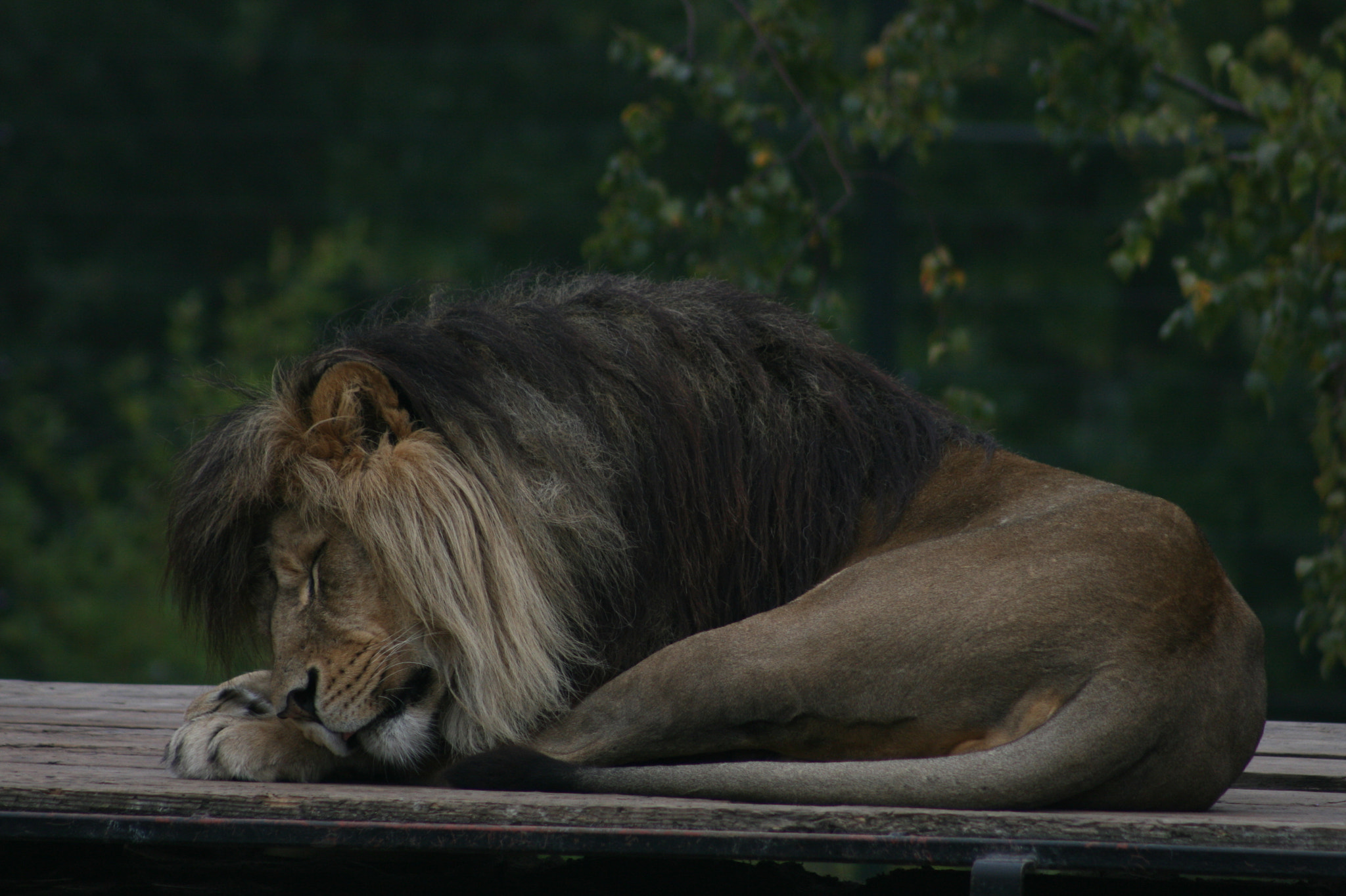 Canon EF 75-300mm f/4-5.6 sample photo. Img photography