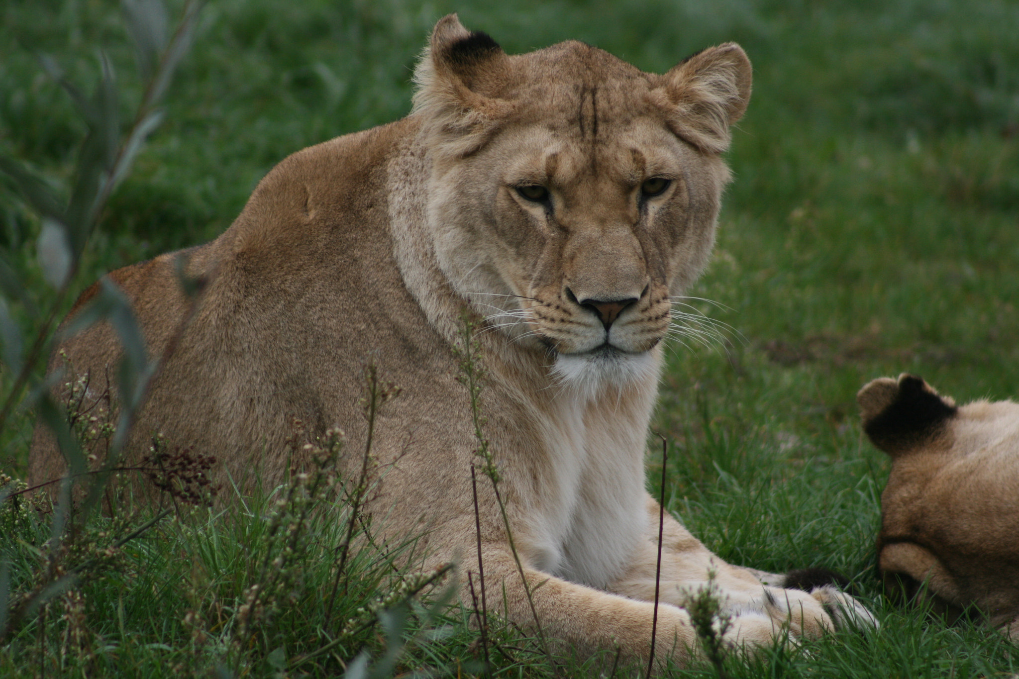 Canon EF 75-300mm f/4-5.6 sample photo. Img photography