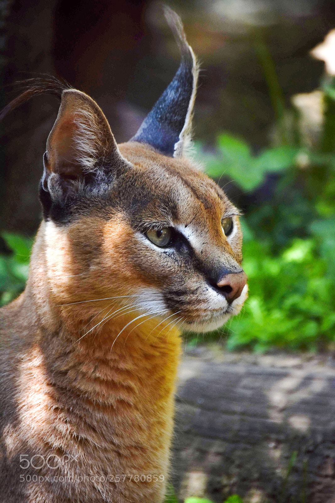Nikon D3400 sample photo. Caracal photography