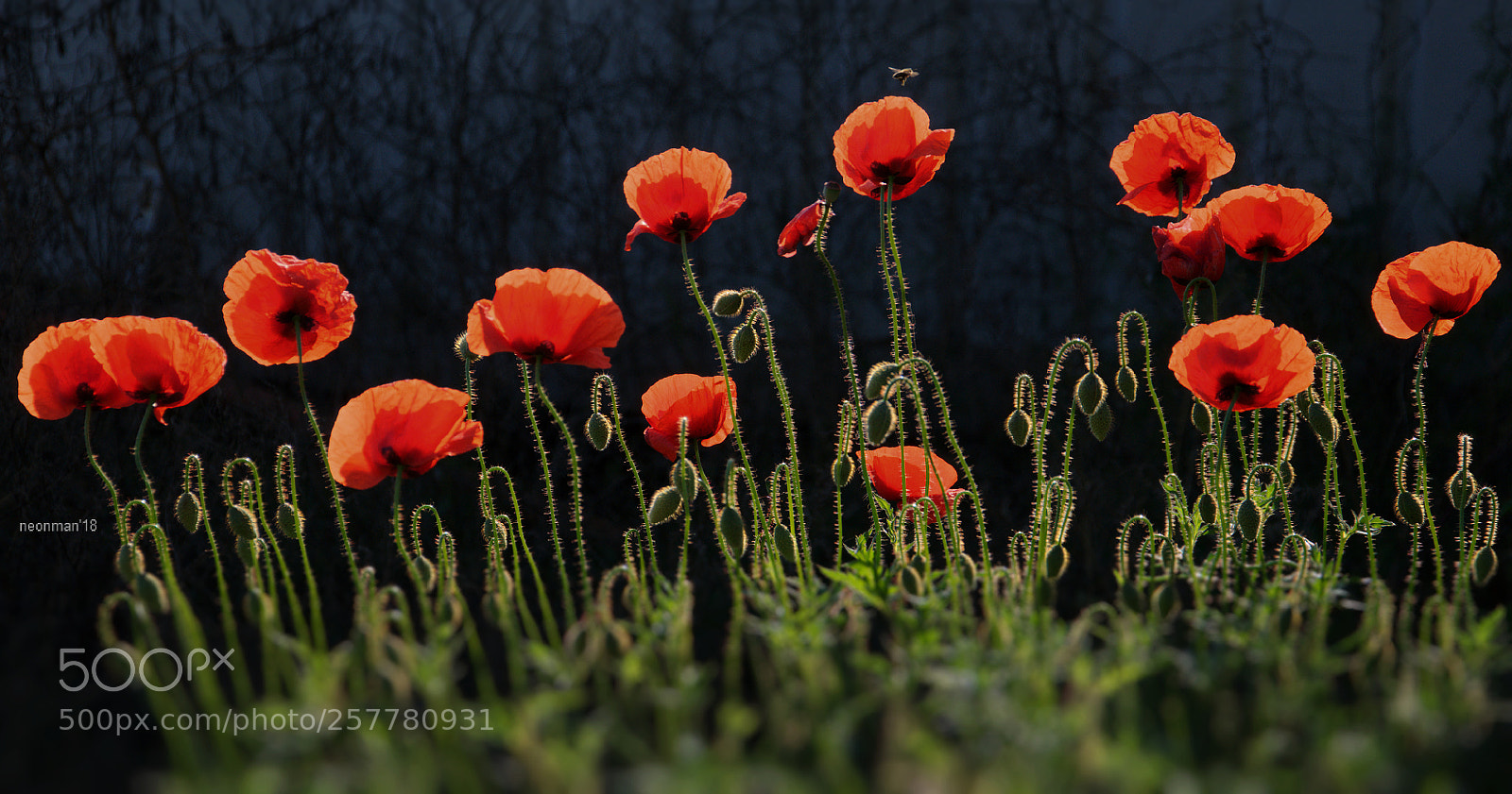 Nikon D90 sample photo. Poppy,poppy, poppy photography