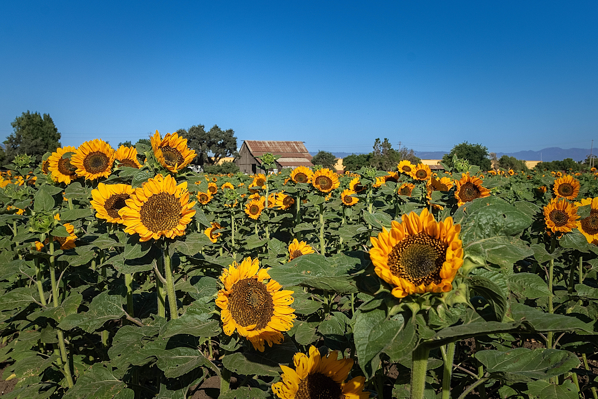 Canon EOS 760D (EOS Rebel T6s / EOS 8000D) sample photo. Sunflower color photography