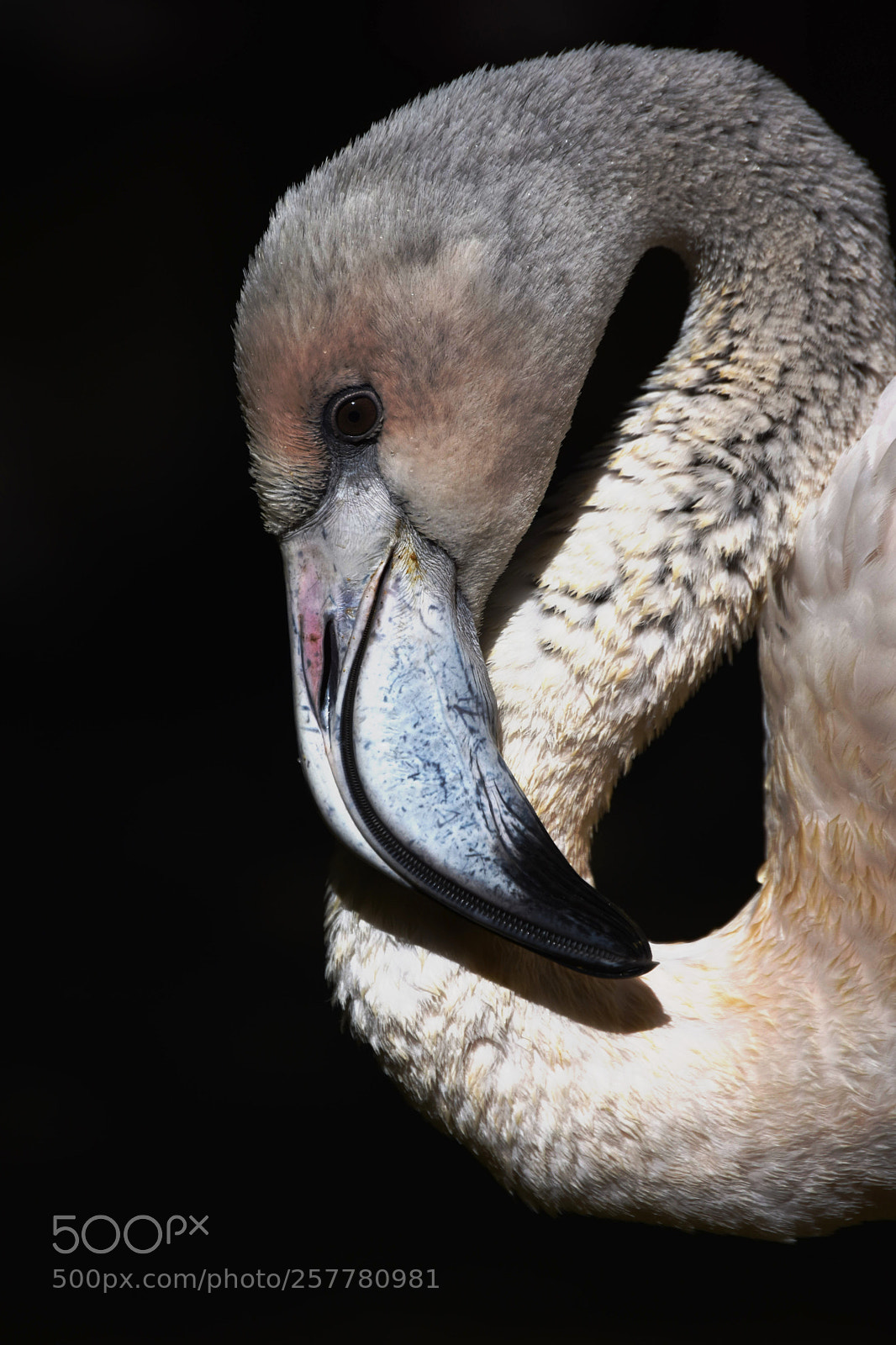 Nikon D3400 sample photo. Flamingo photography
