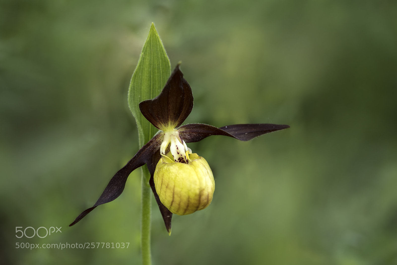 Nikon D750 sample photo. Wild orchid photography