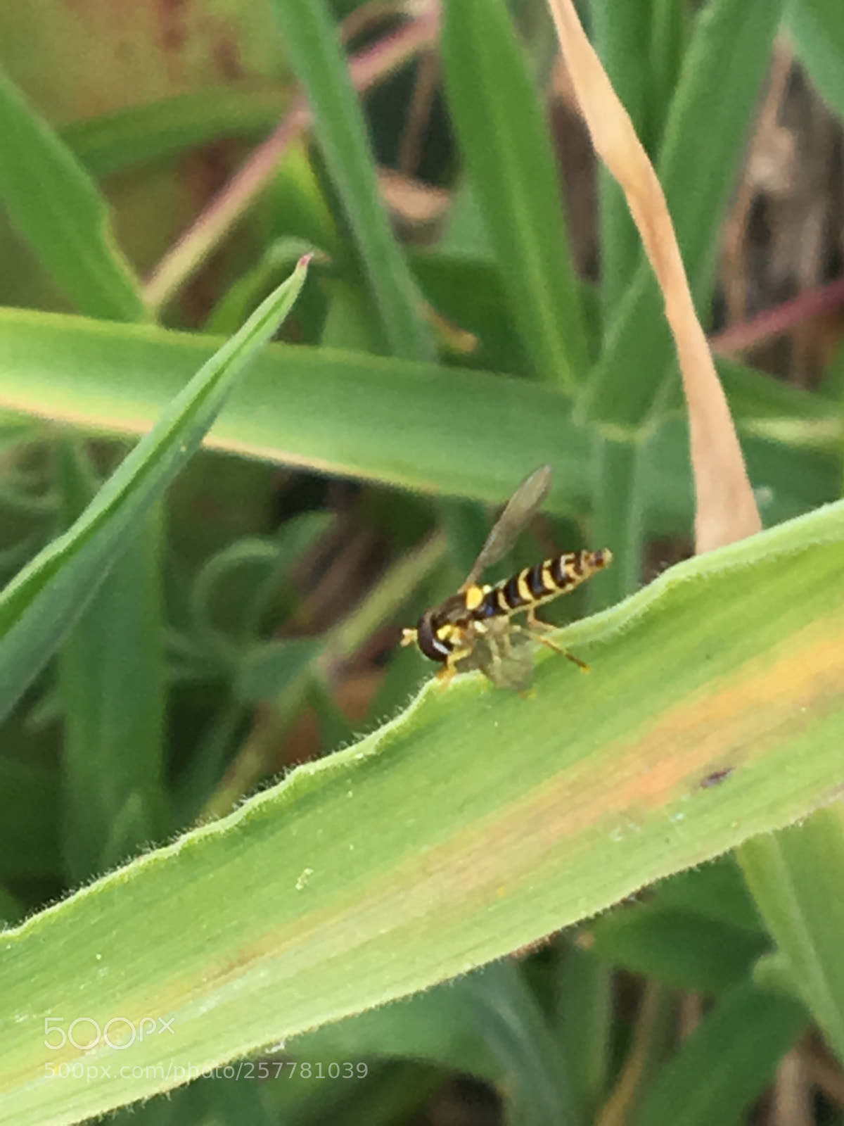 Apple iPhone 6s sample photo. Untitled photography