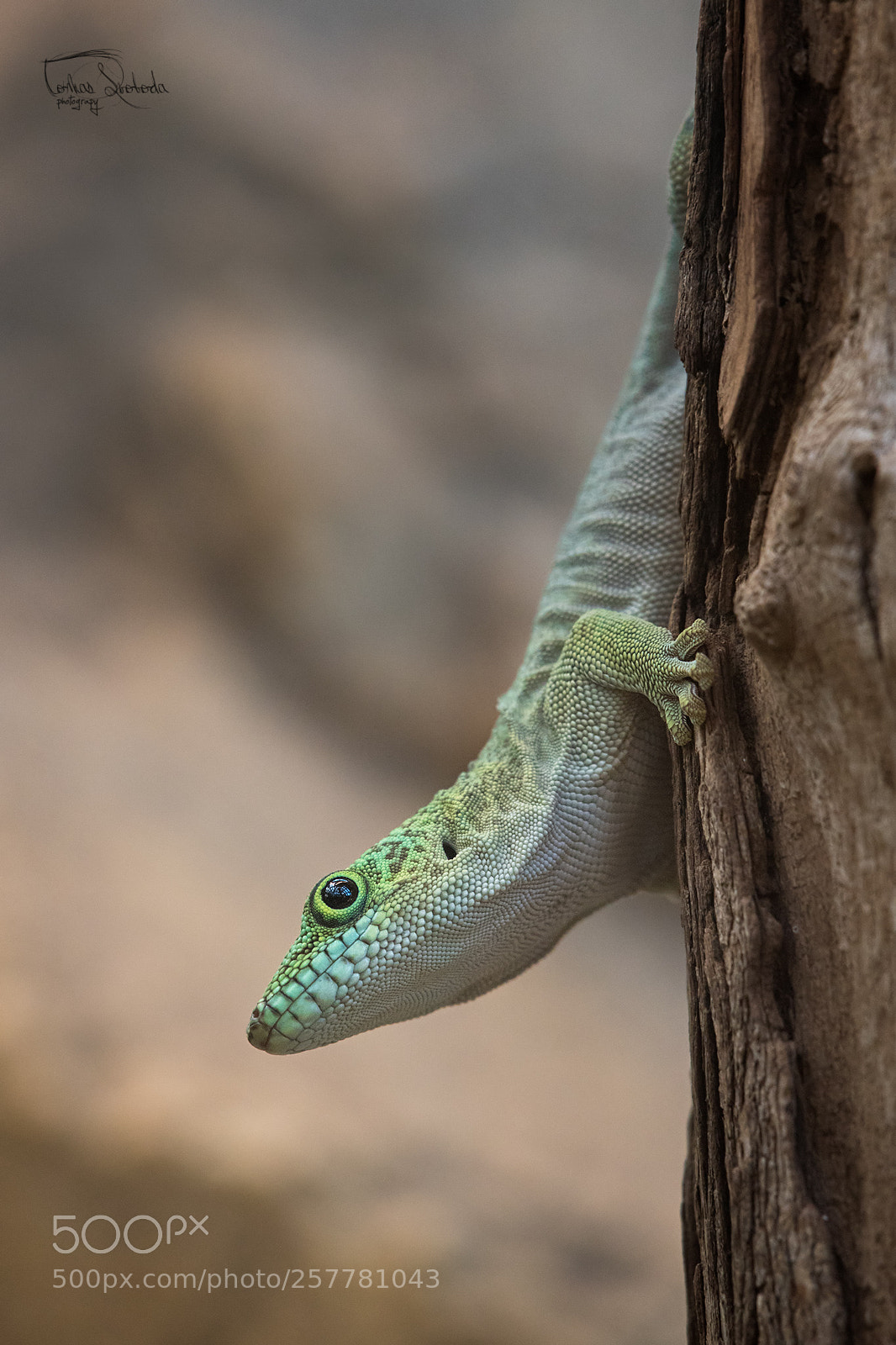 Nikon D750 sample photo. Phelsuma photography