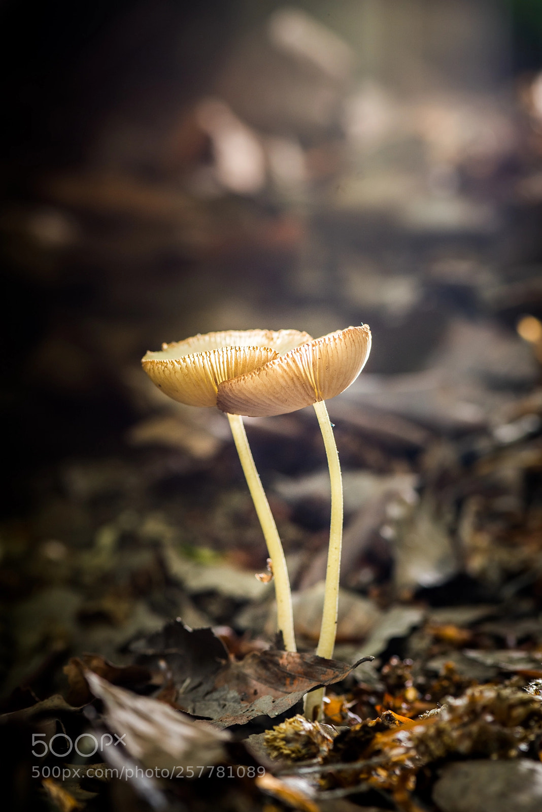 Nikon D810 sample photo. Twin photography
