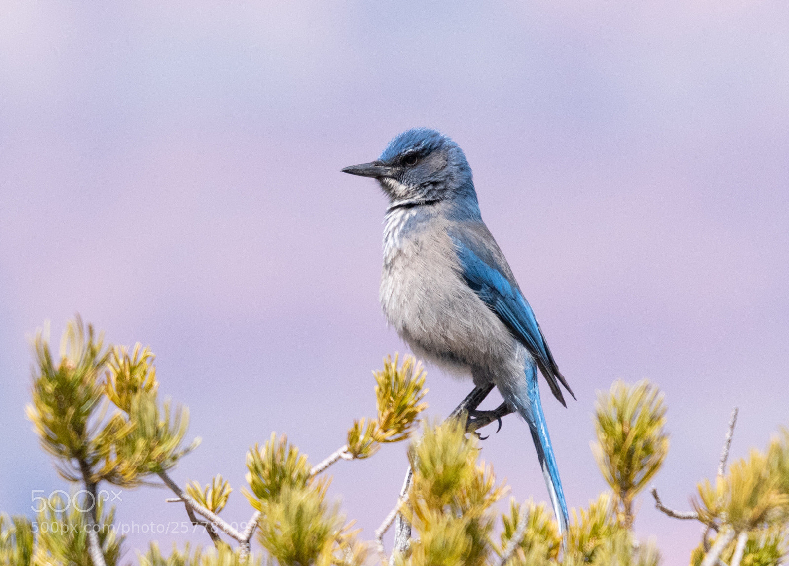 Nikon D5500 sample photo. Mexican jay photography