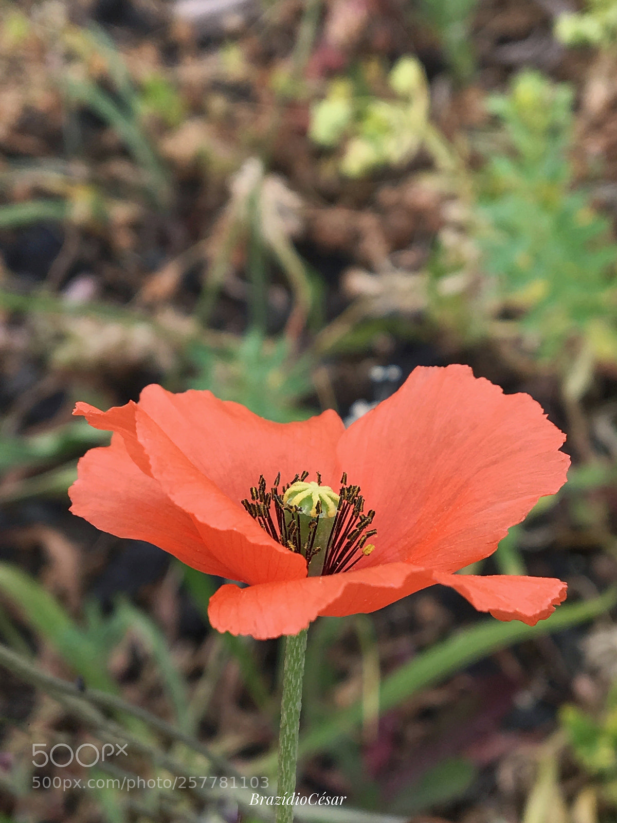 Apple iPhone 6s sample photo. Untitled photography